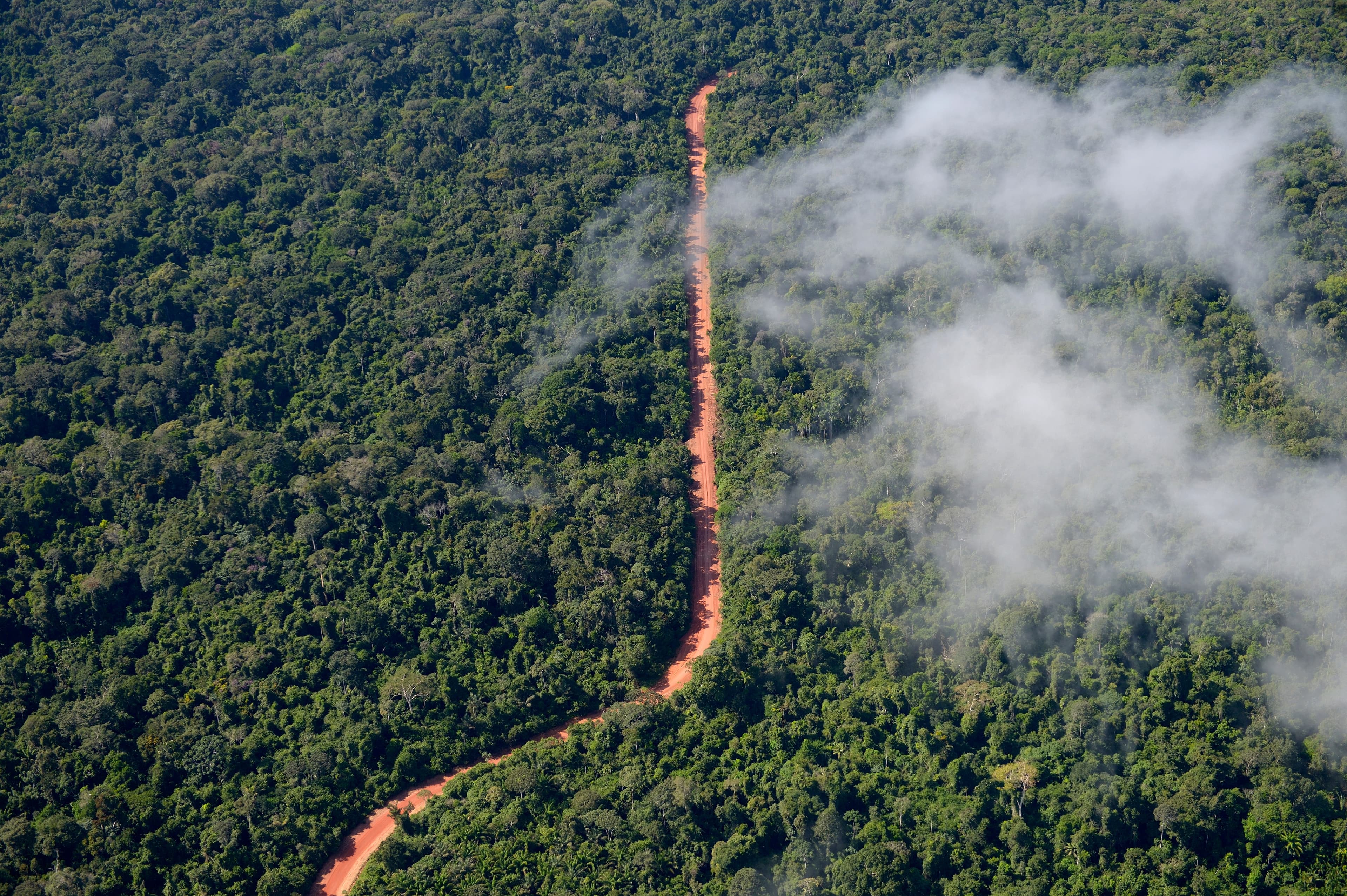 Vista panorâmica de floresta brasileira