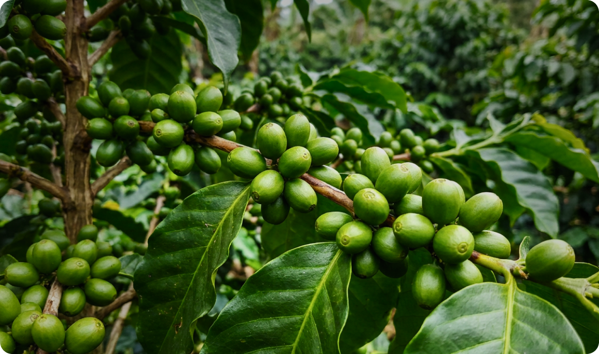 Frutos verdes de café em ramo de cafeeiro.