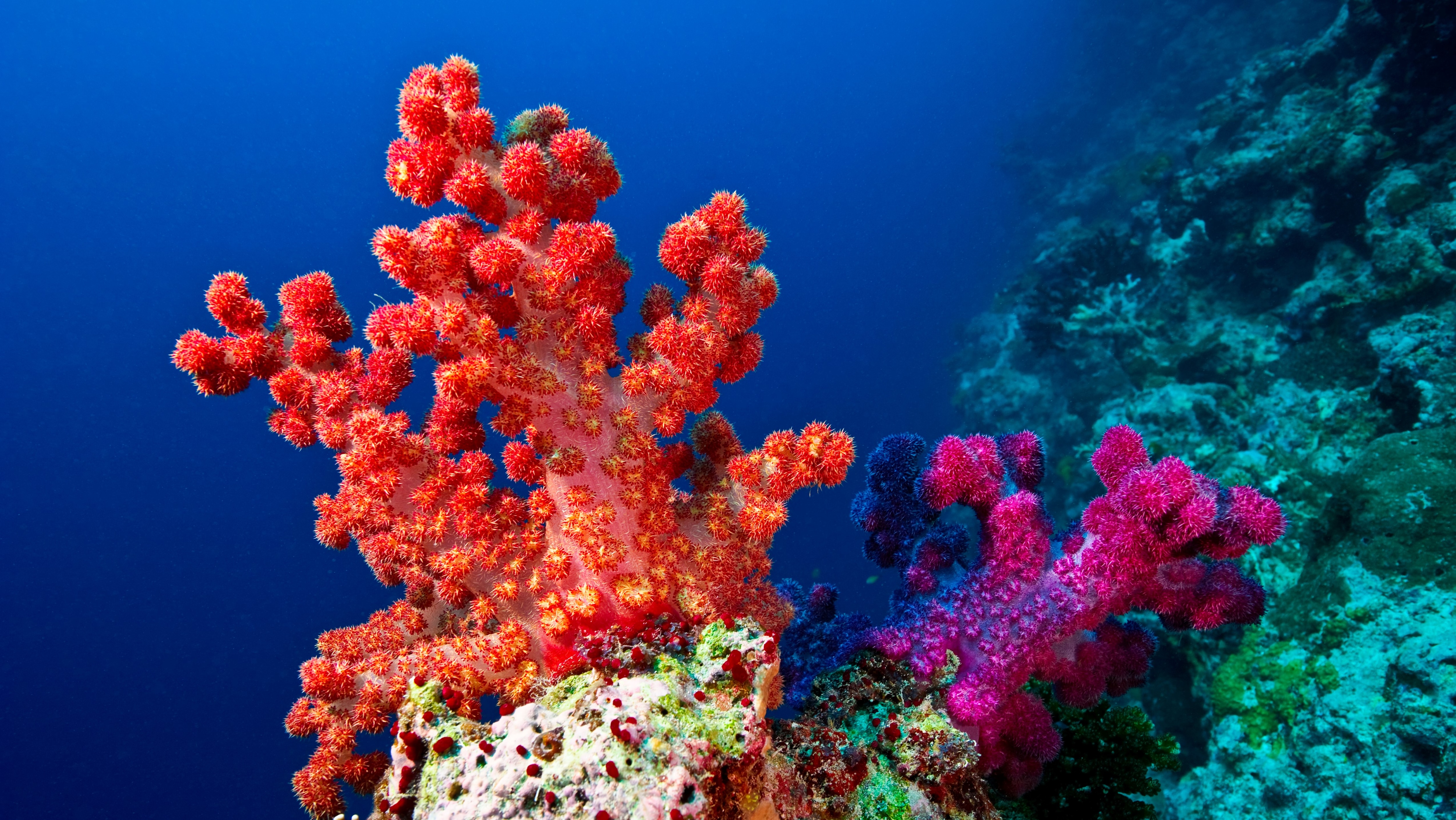 Vulnerabilidade climática, corais em colapso e investimentos de impacto em alta