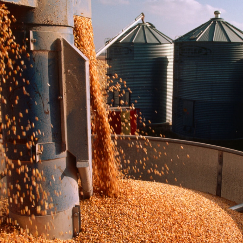 Fotografia dos grãos sendo tratados