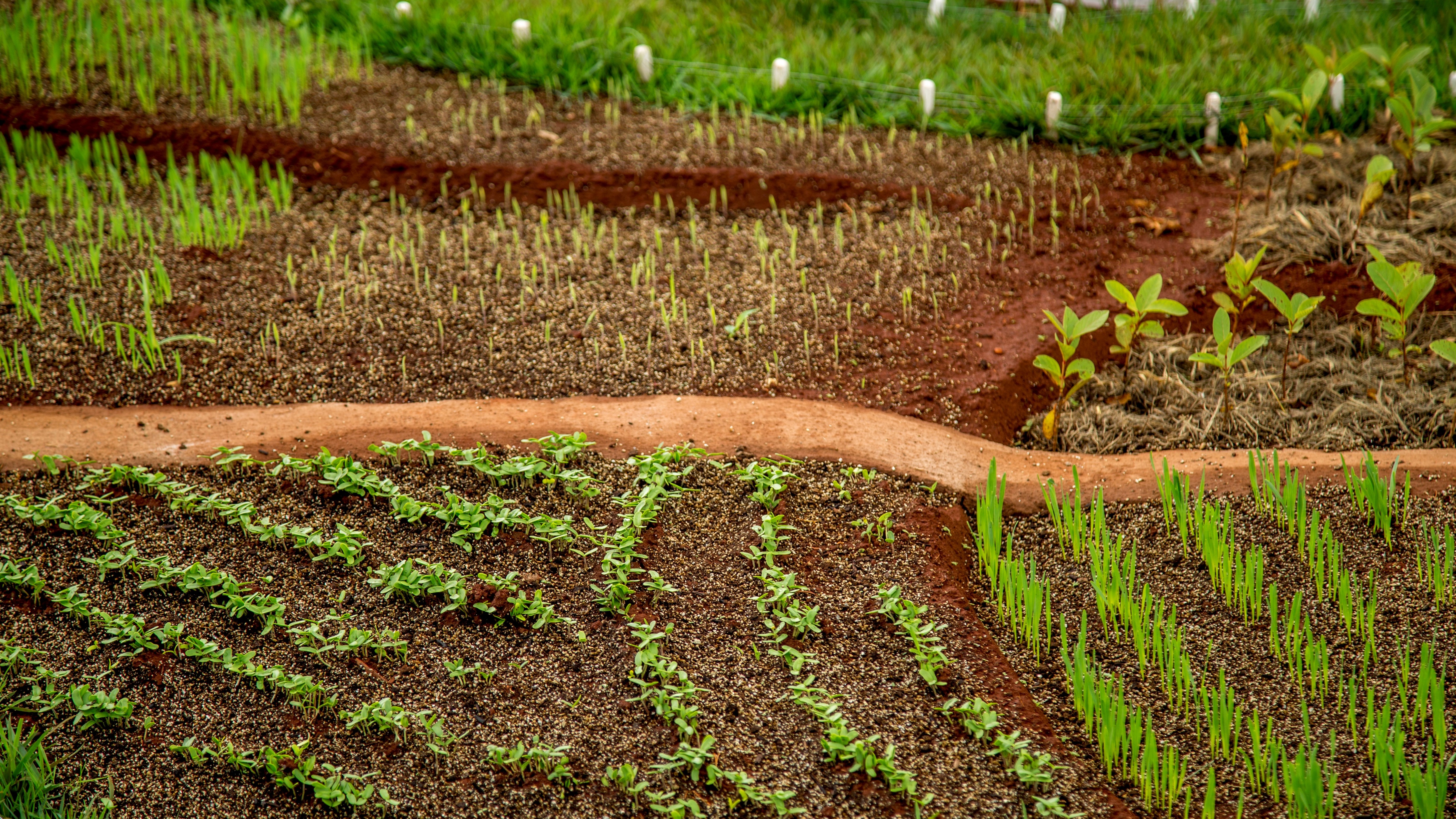 Brasil lidera com agricultura regenerativa e reforça papel na transição verde