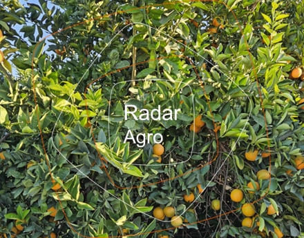 laranja