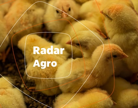 Radar aves