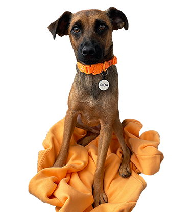 Imagem da cachorra Cida, com sua coleira laranja e sentadinha em um cobertor laranja.