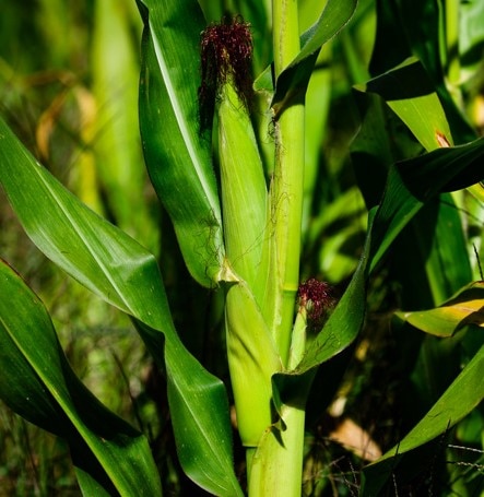 Planta de milho